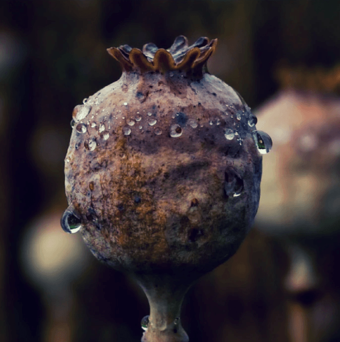 Dark Opium Fragrance Oil (Diffuser-Friendly)