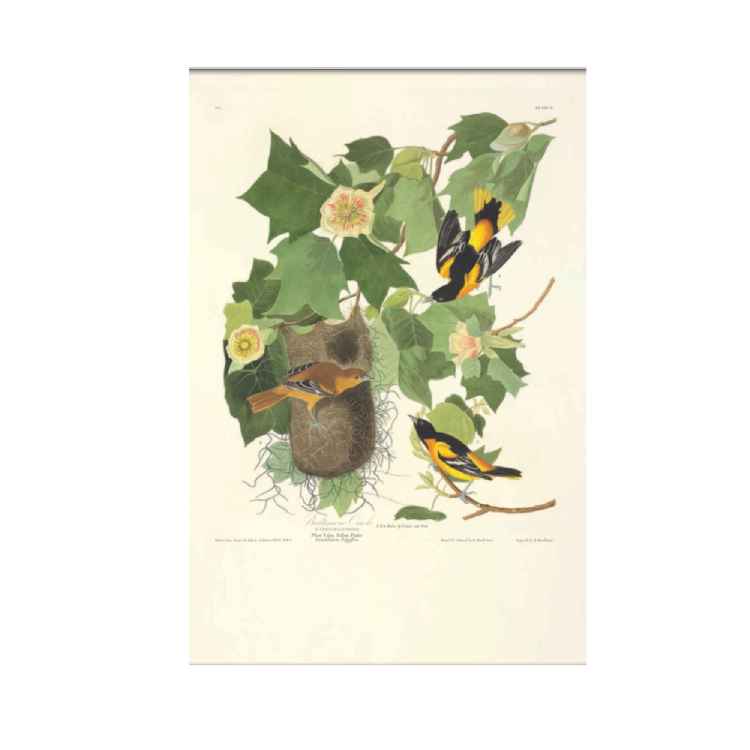 The Birds of America