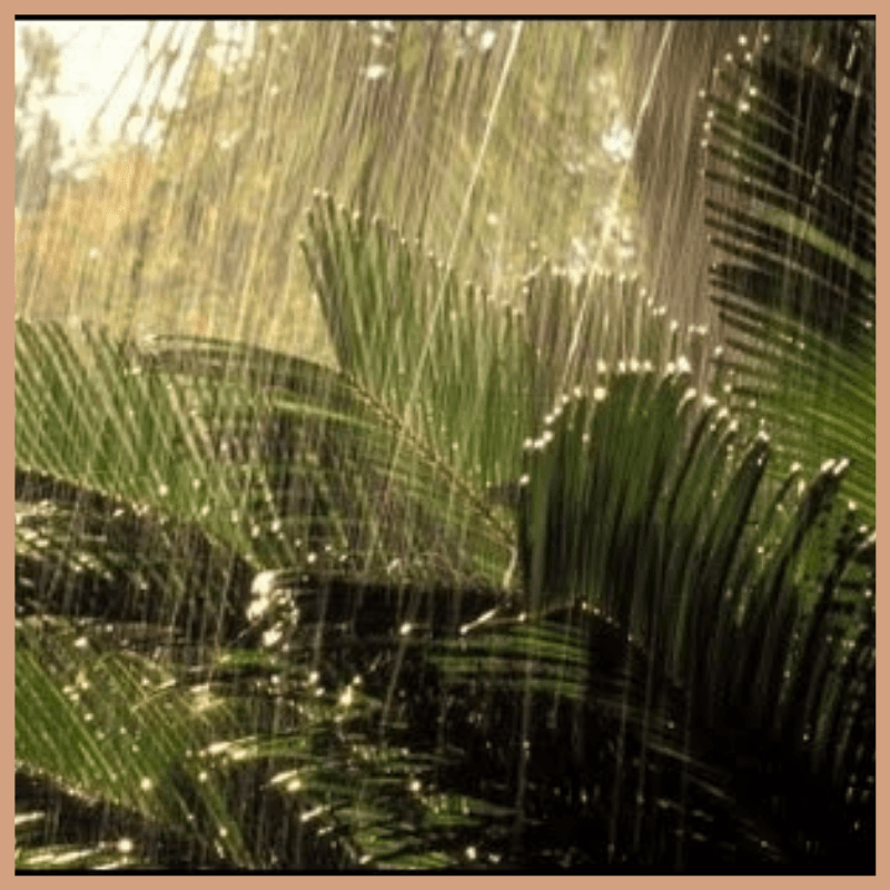 Amazon Rain Fragrance Oil