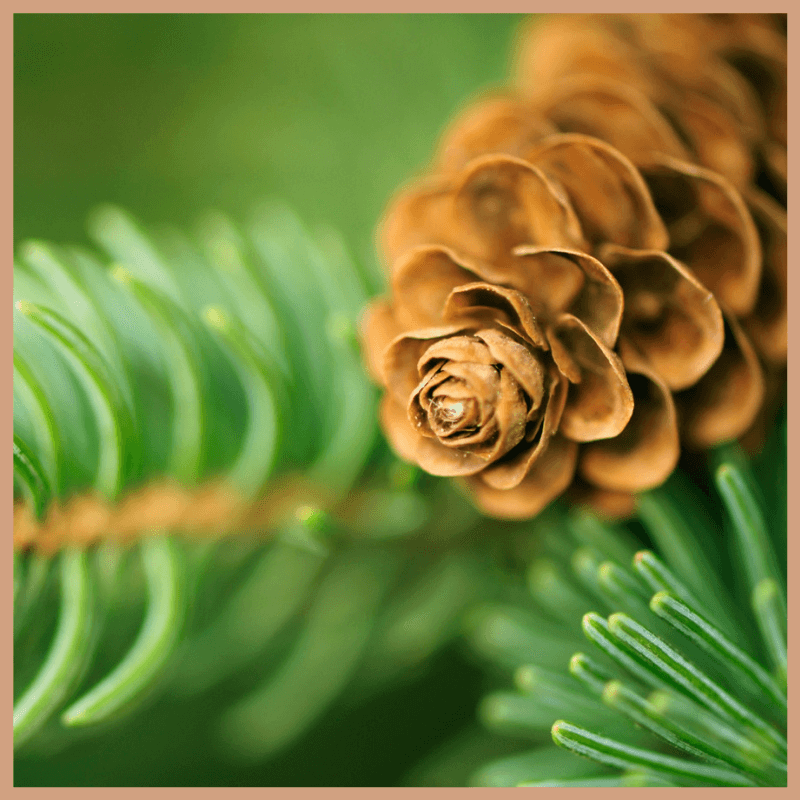 Balsam & Cedar Fragrance Oil