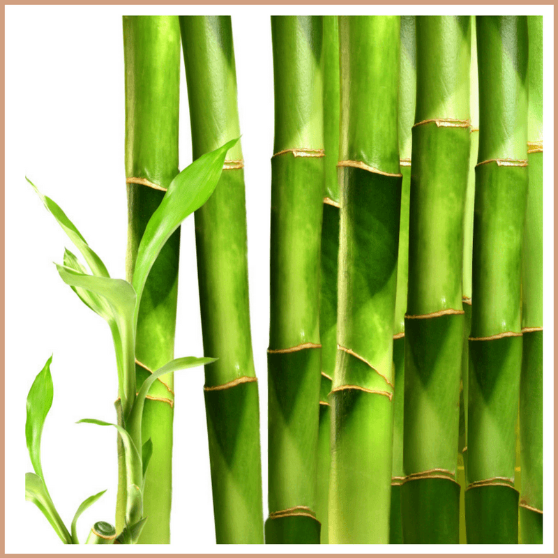 Bamboo Fragrance Oil