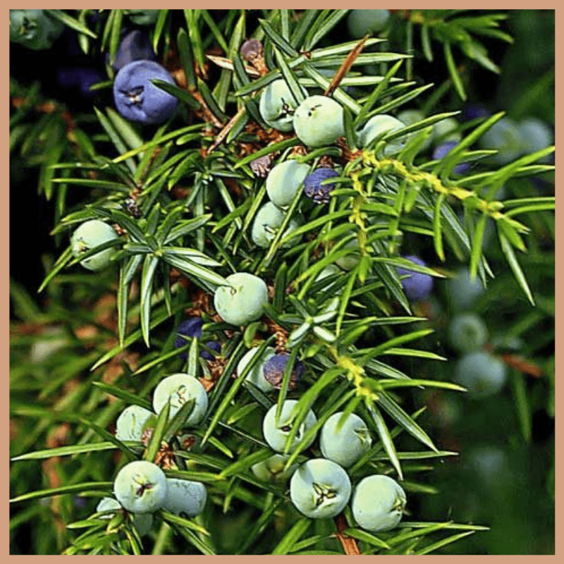 Black Cedarwood & Juniper Fragrance Oil