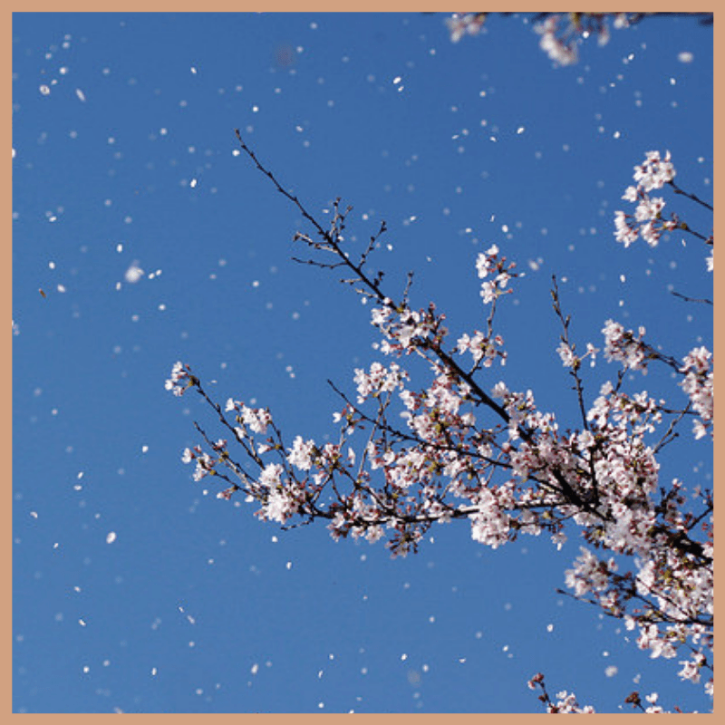 Blossom & Breeze Fragrance Oil