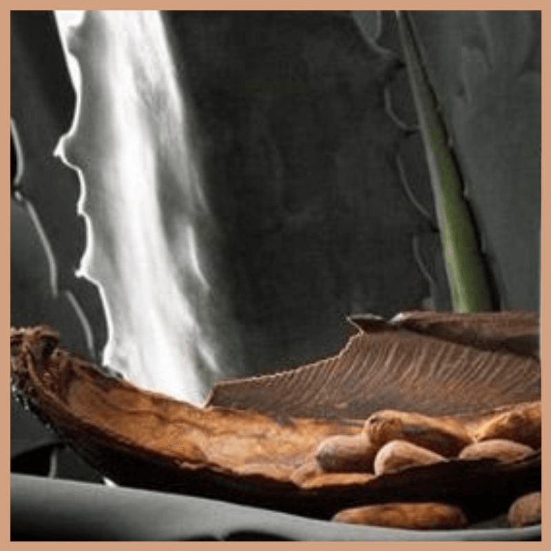 Blue Agave & Cacao Fragrance Oil