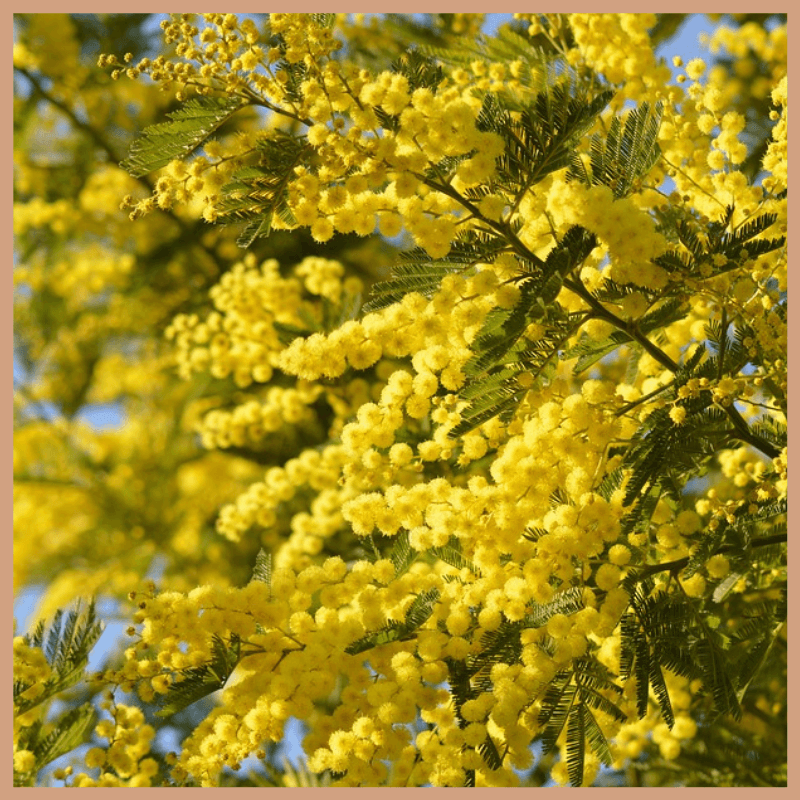 Cardamom & Mimosa Fragrance Oil