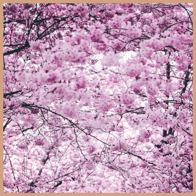 Cherry Blossom & Peony Fragrance Oil