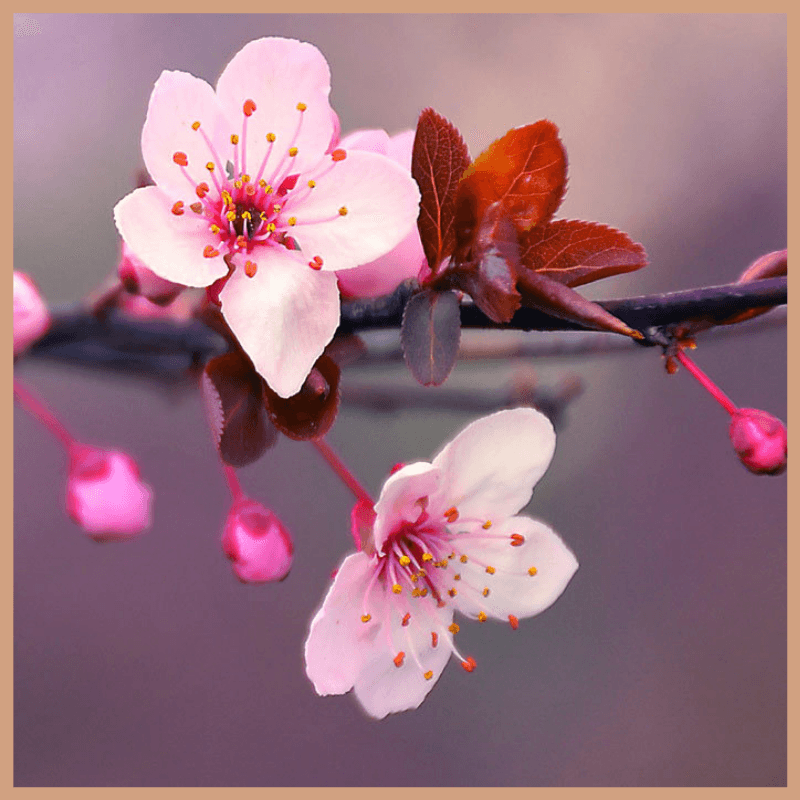Cherry Blossom Fragrance Oil