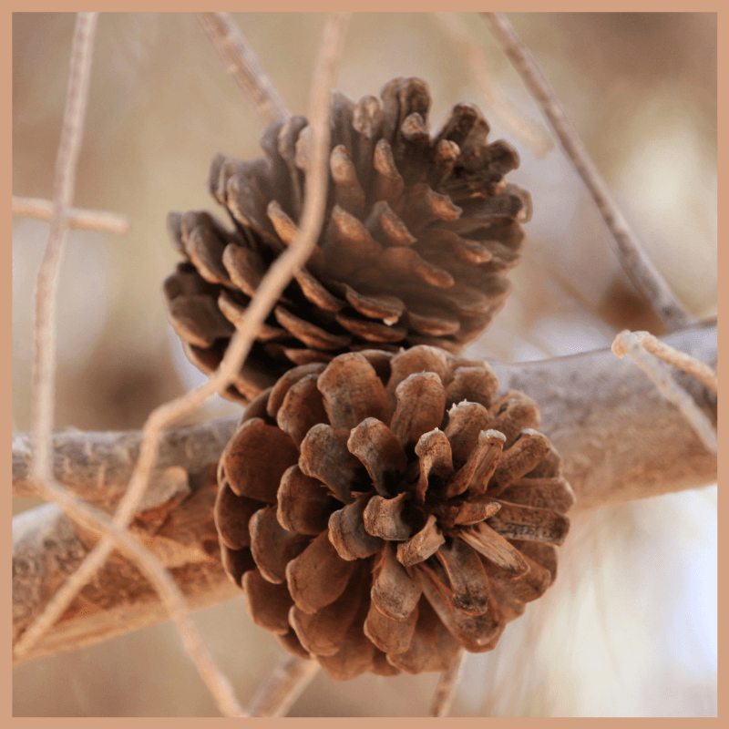 Cinnamon Pinecones Fragrance Oil