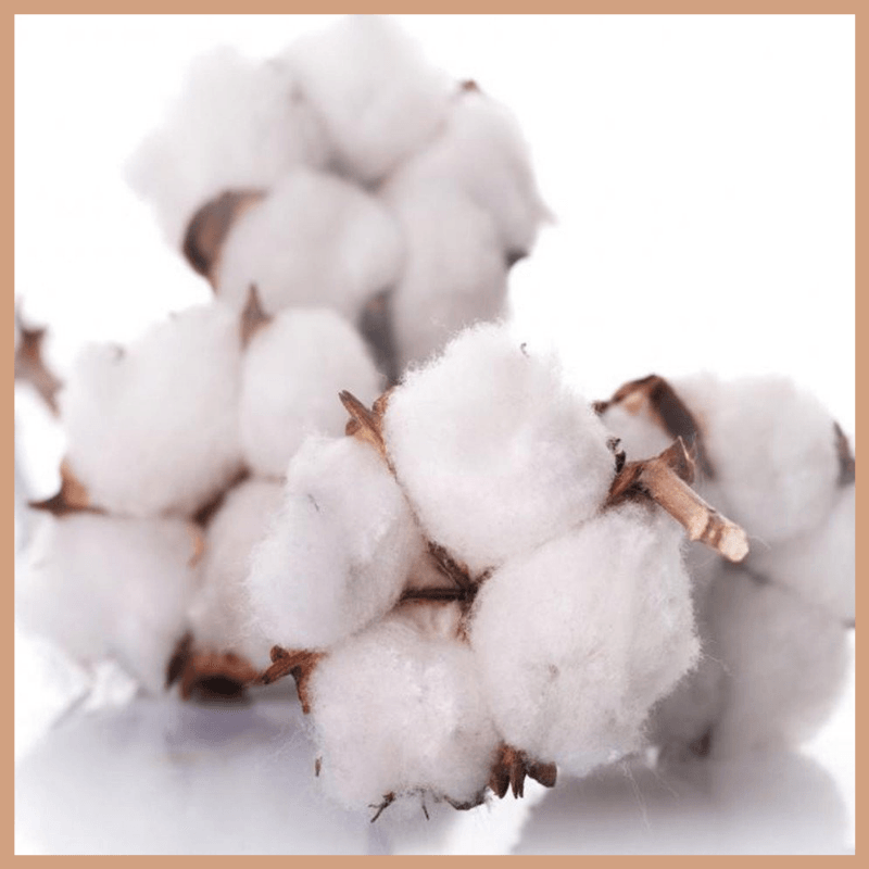 Clean Cotton Fragrance Oil