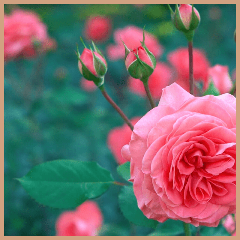 Cloudberry & Lychee Fragrance Oil