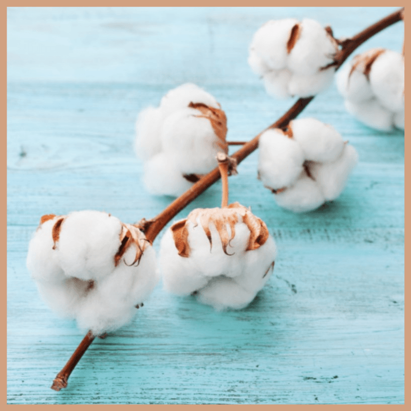 Cotton Fresh Fragrance Oil