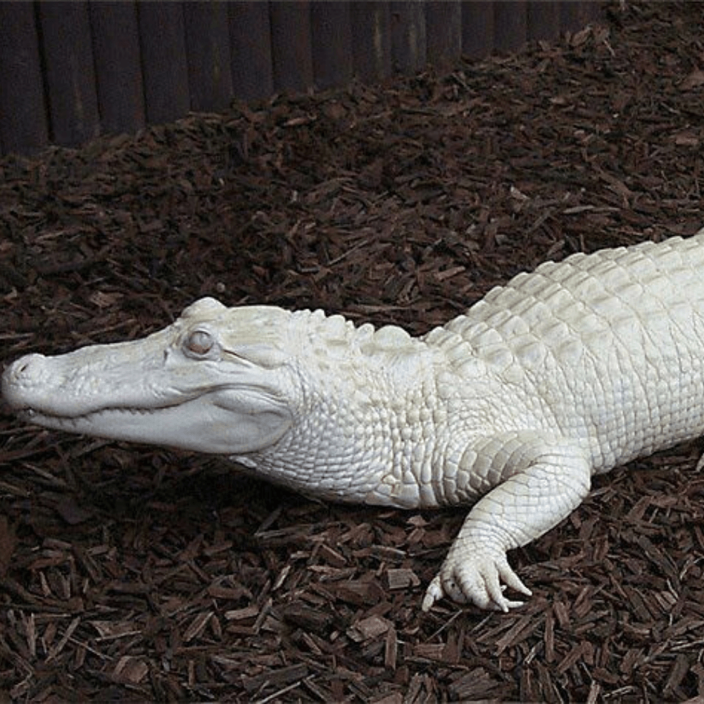 Crocodile Blanc Fragrance Oil