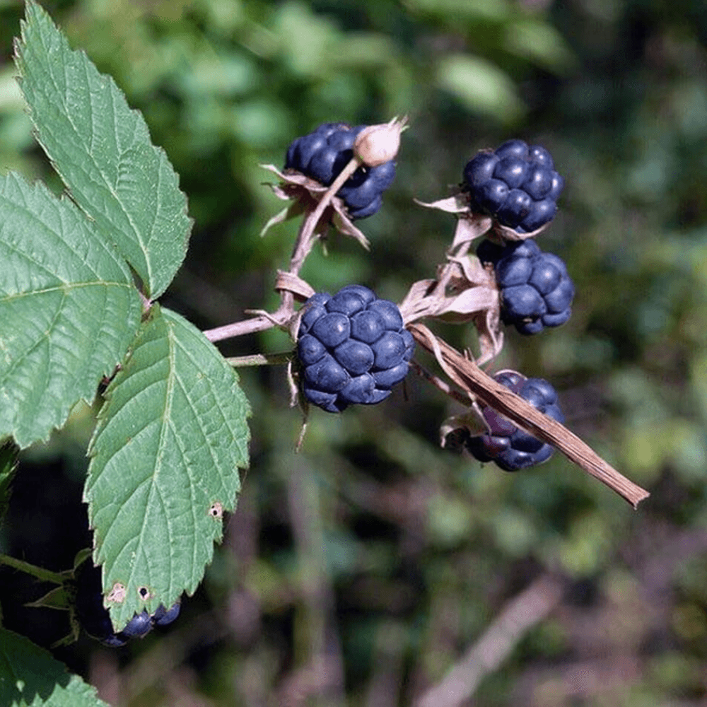 Dewberry Fragrance Oil