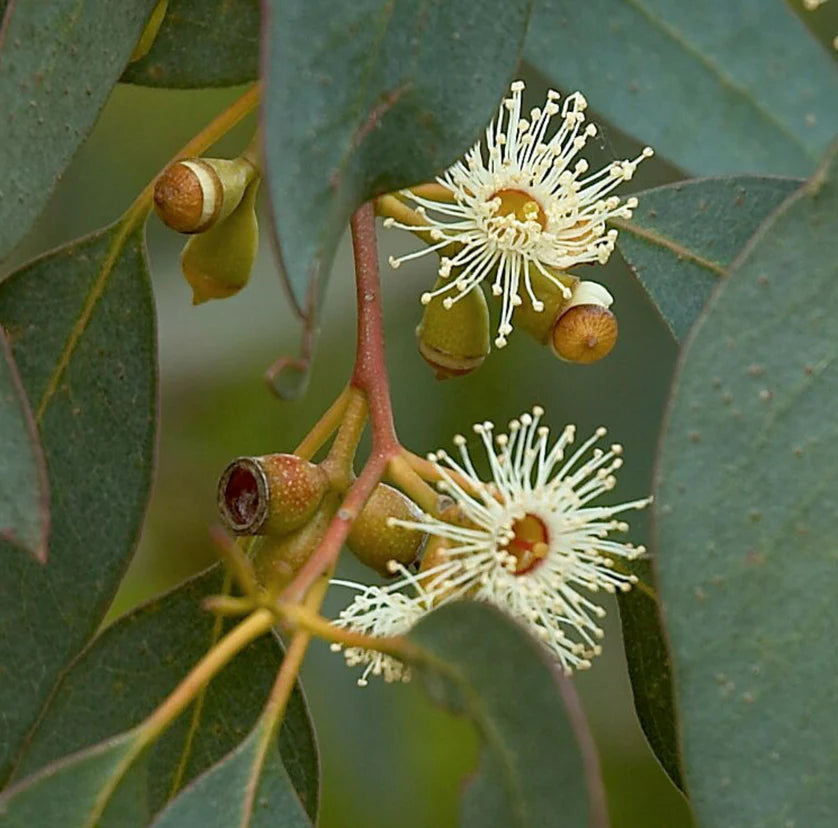 Eucalyptus Fragrance Oil