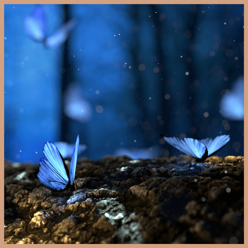 Fab Midnight Garden Fragrance Oil