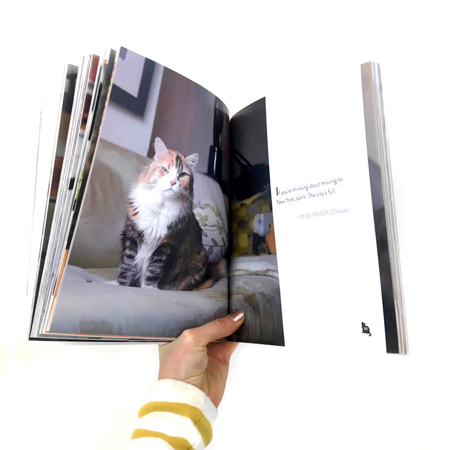 Felines of New York