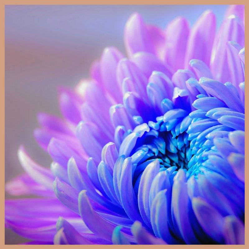 Flower Explosion Fragrance Oil