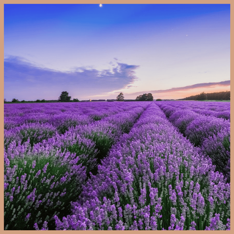 FloZora Lavender Escape Fragrance Oil