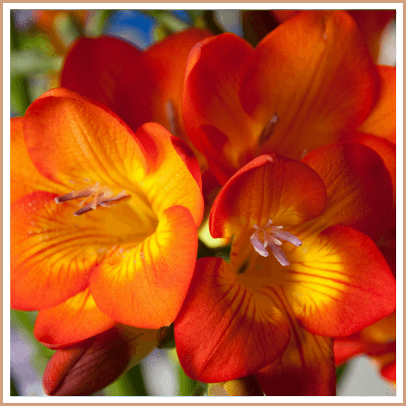 Freesia Fragrance Oil