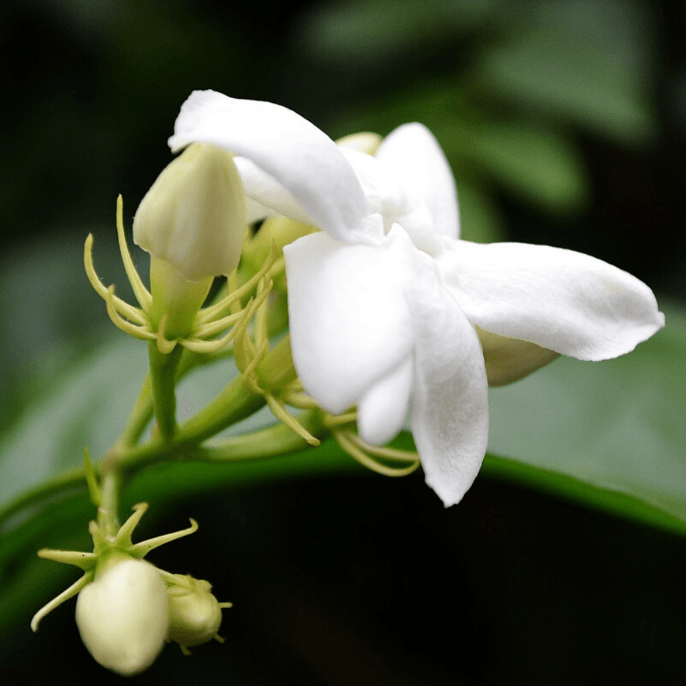 Jasmine & Honeysuckle Fragrance Oil