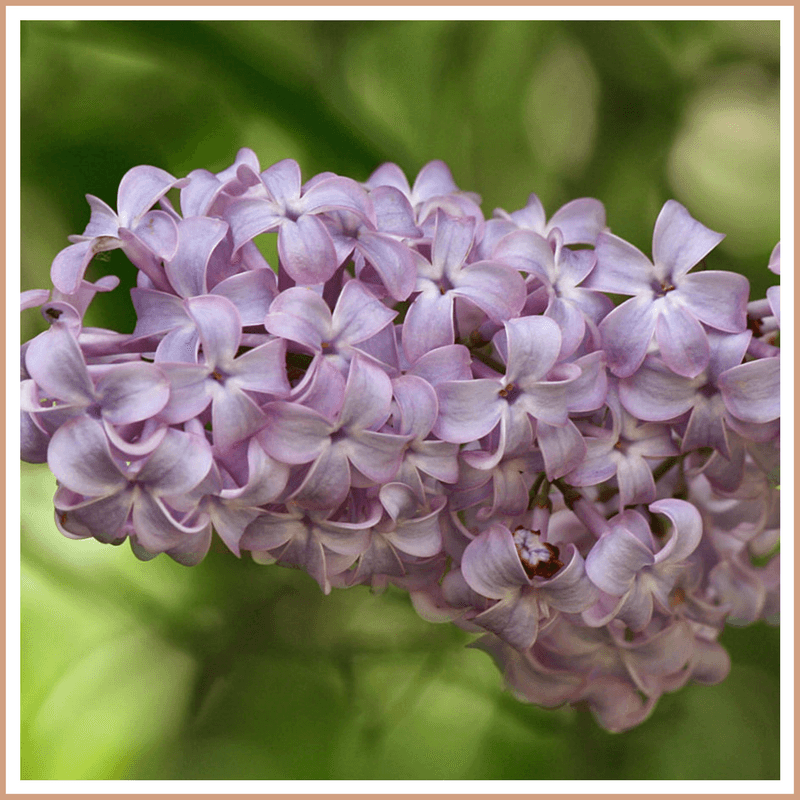 Lilac Fragrance Oil