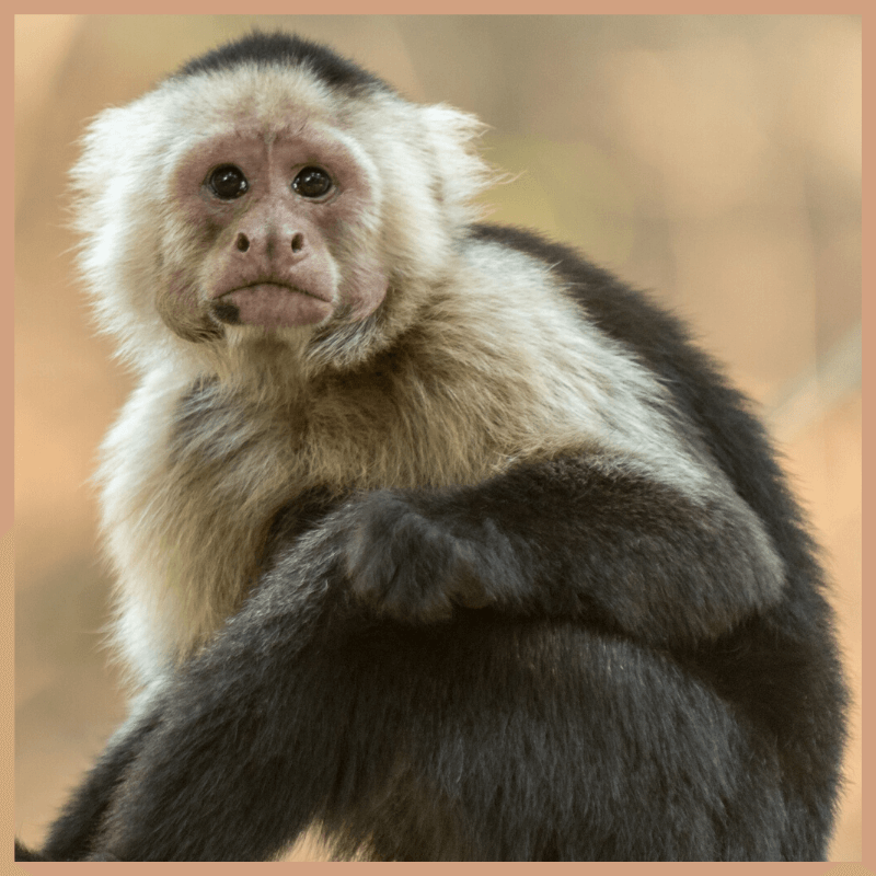 Monkey Farts Fragrance Oil