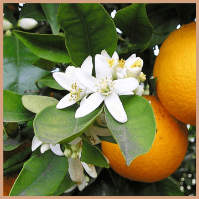 Neroli & Ylang Ylang Fragrance Oil