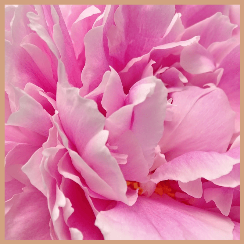 Peony & Blush Suede Fragrance Oil