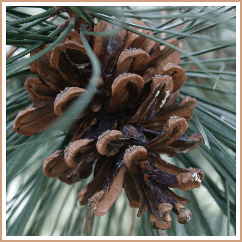 Pine Fragrance Oil