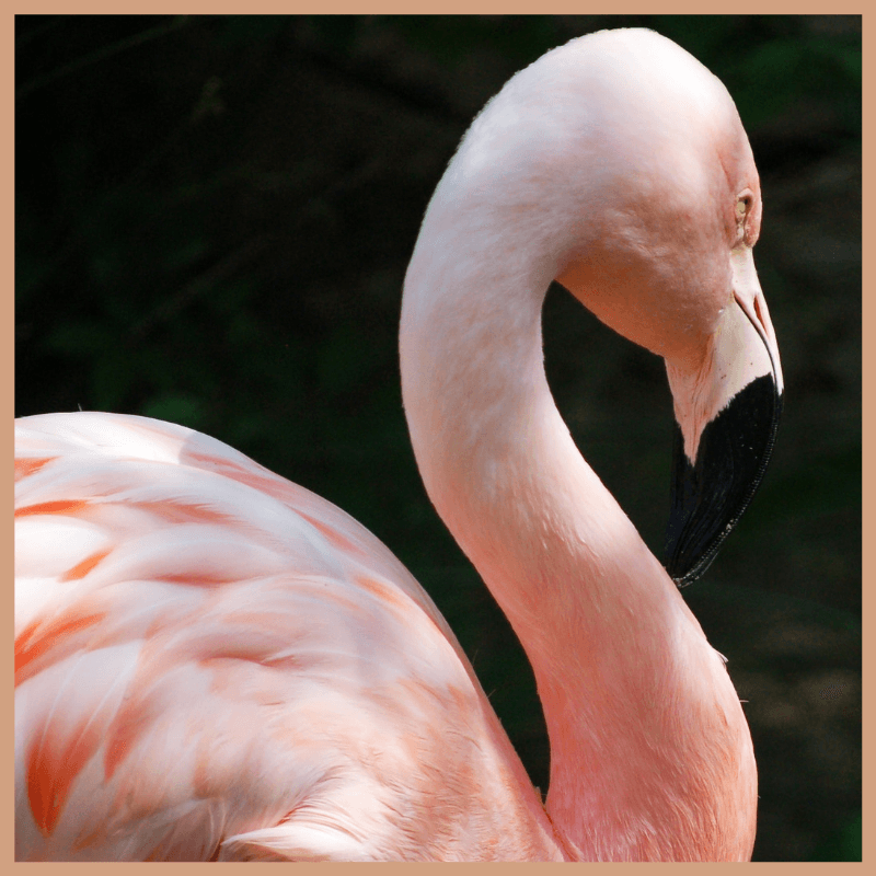 Pink Flamingo Fragrance Oil