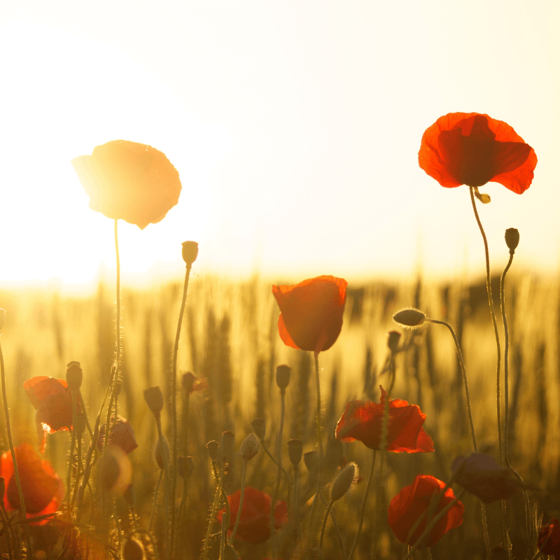Poppy Flower Fragrance Oil