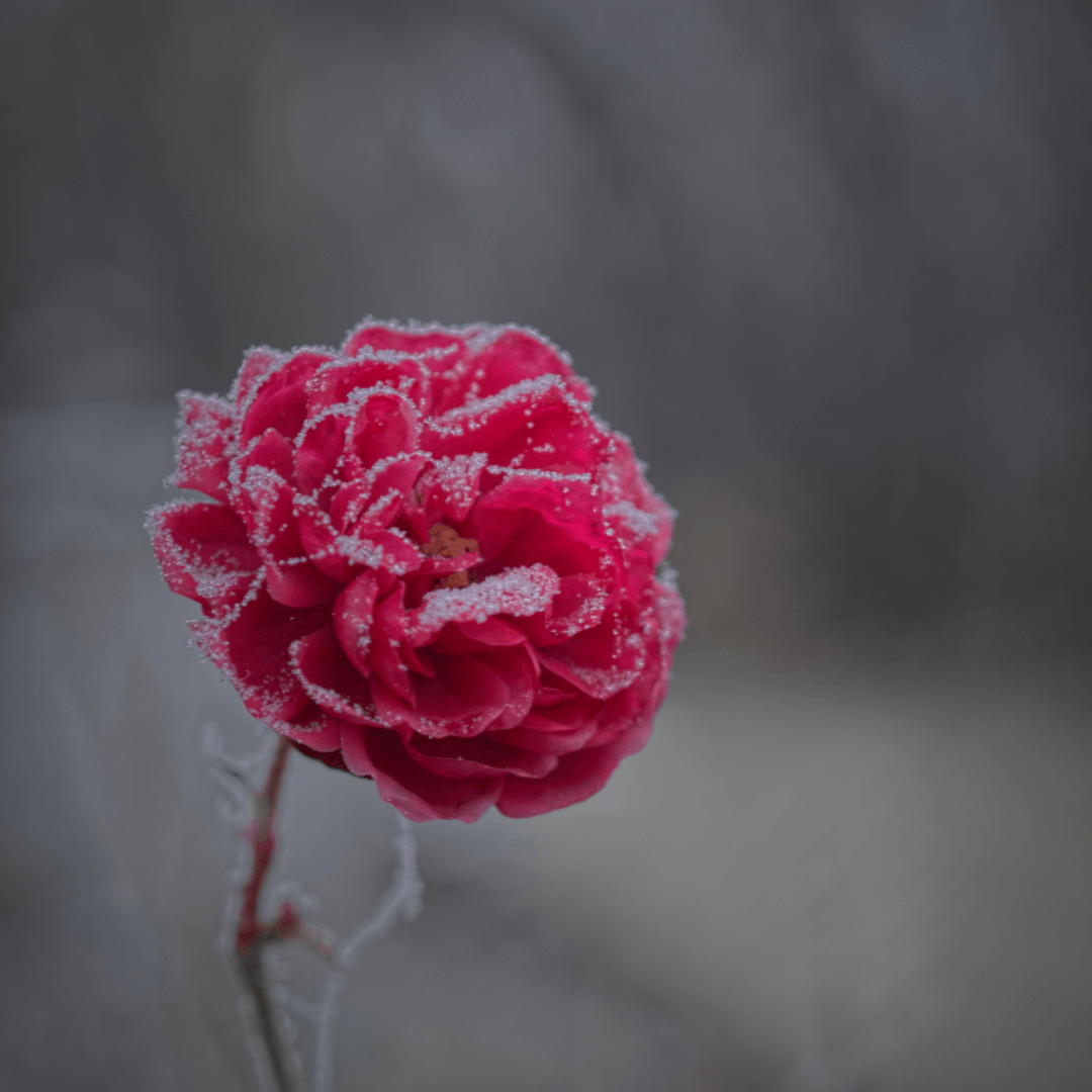 Rosey Wonderland Fragrance Oil