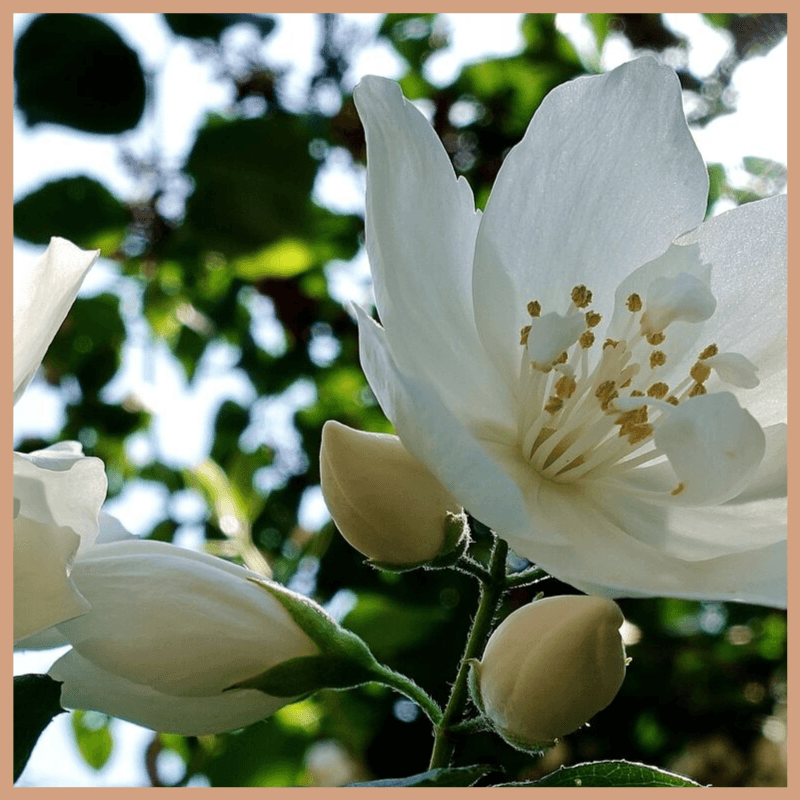 Ruby Jasmine Fragrance Oil