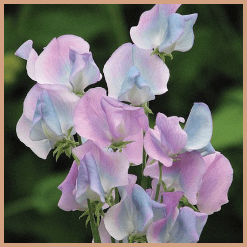 Sweet Pea Fragrance Oil
