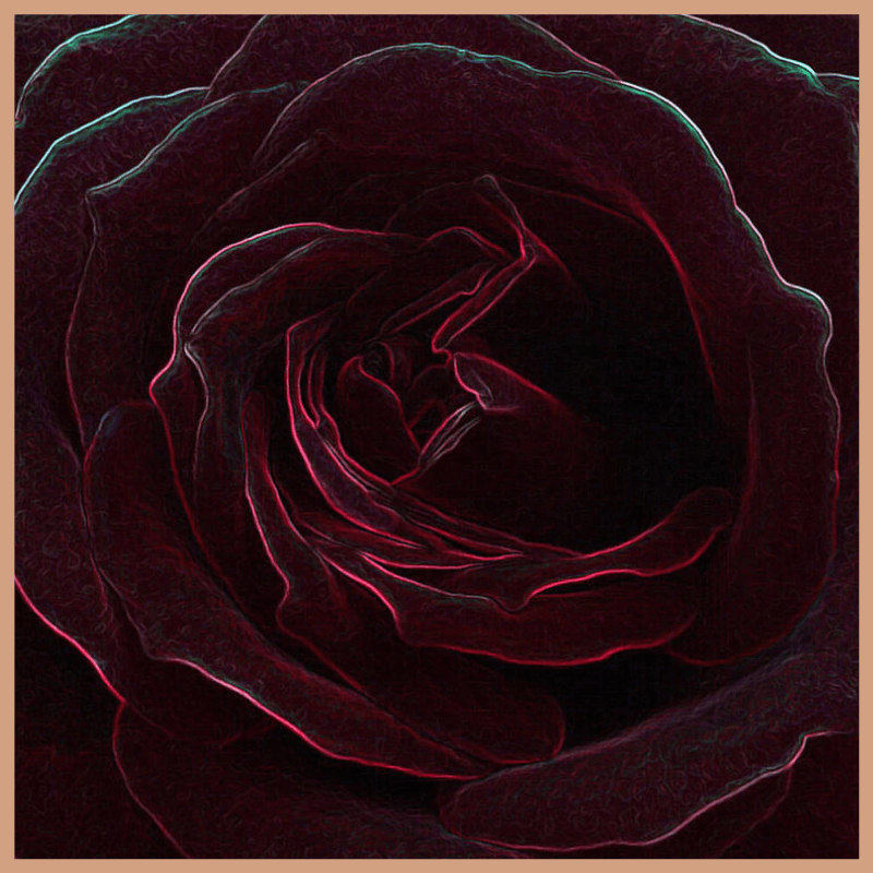 Velvet Rose & Oud Fragrance Oil