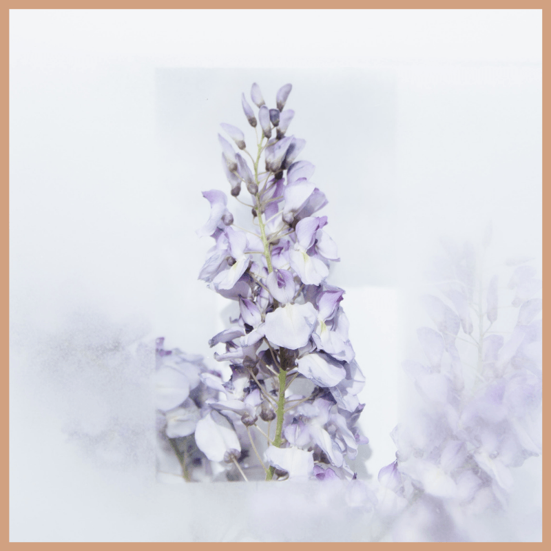White Lavender Fragrance Oil