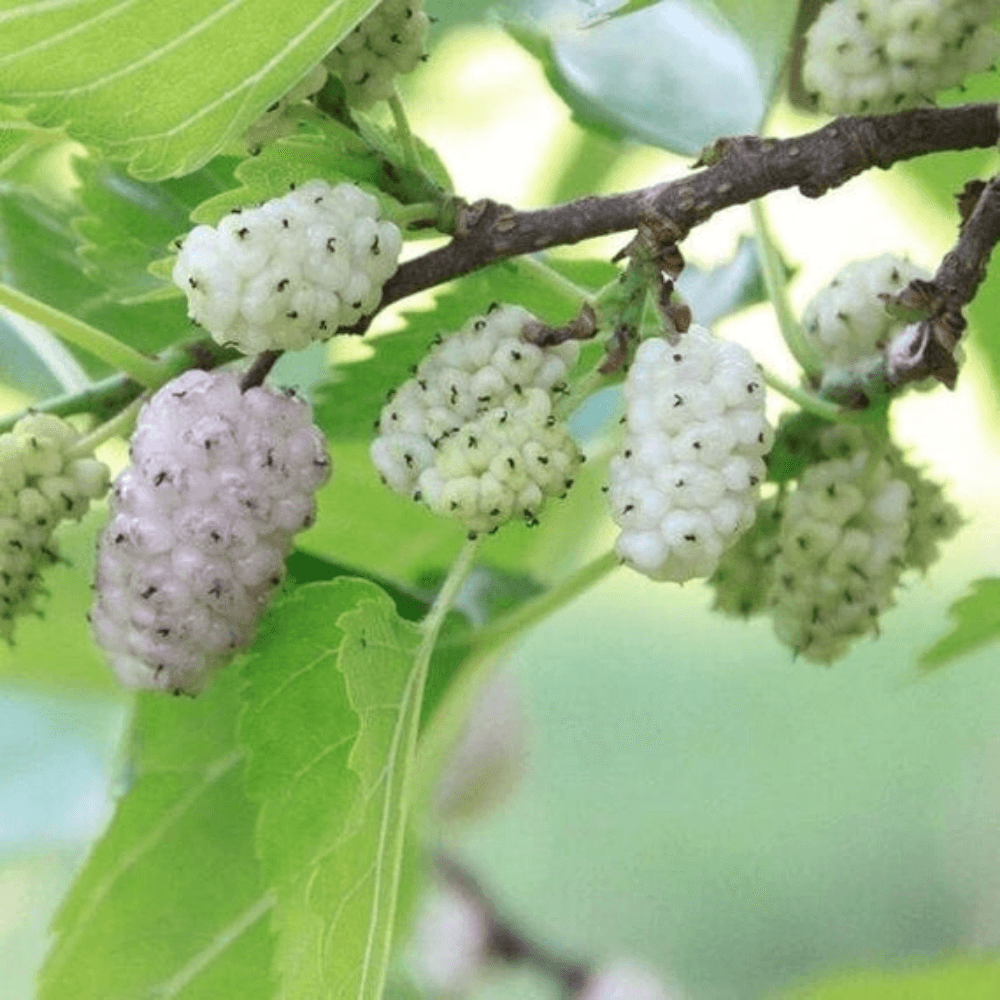 White Mulberries Fragrance Oil
