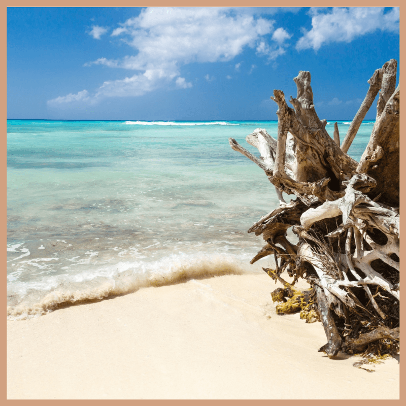 Wood Sage & Sea Salt Fragrance Oil