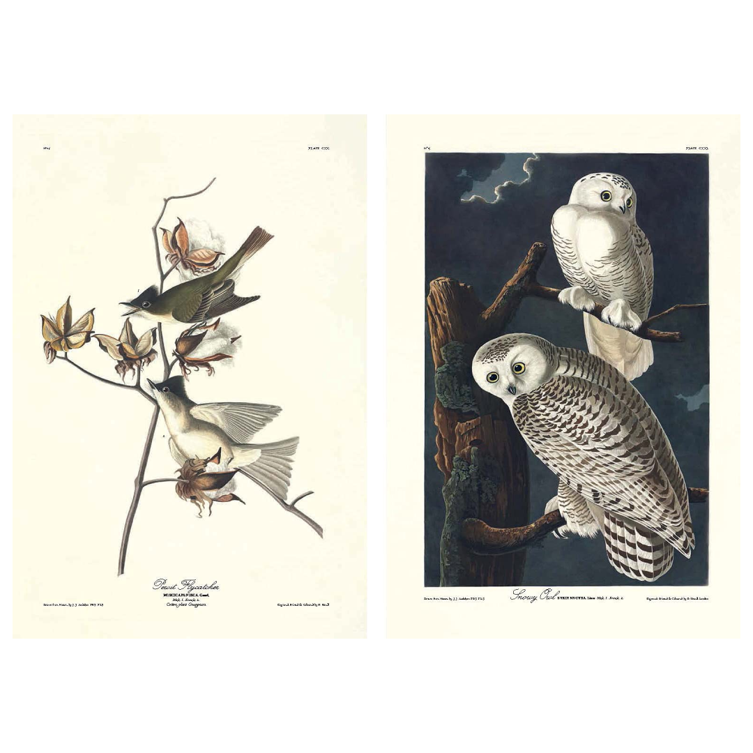 The Birds of America
