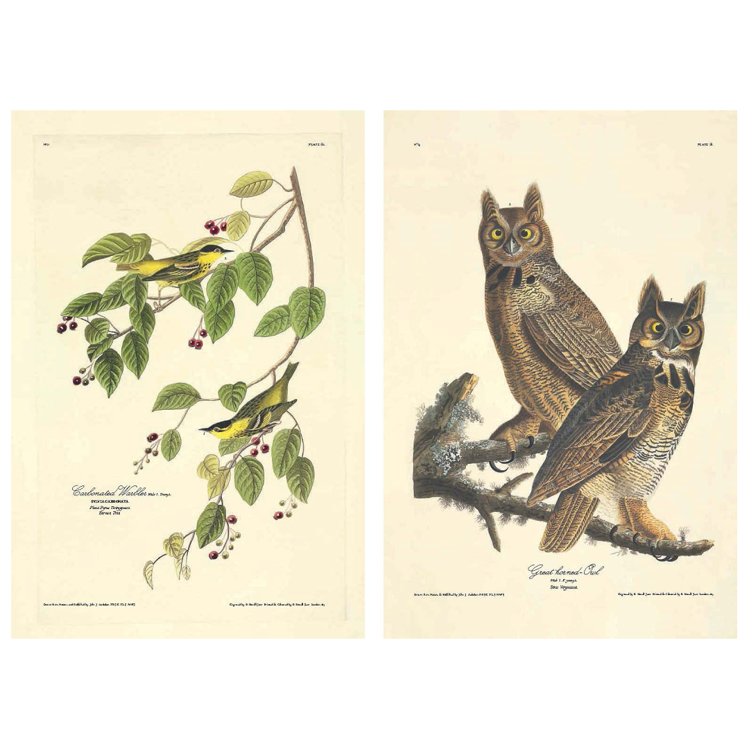 The Birds of America
