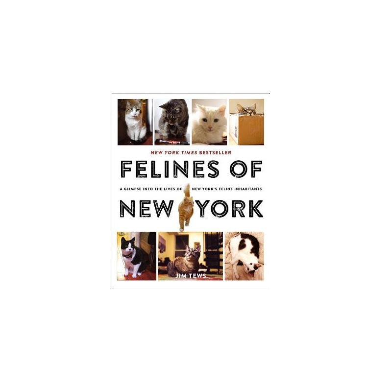 Felines of New York