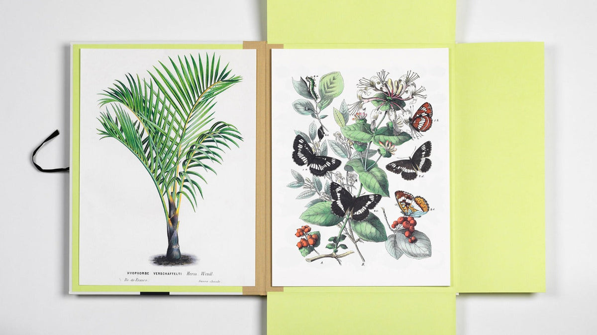 Art Portfolio: Natural History