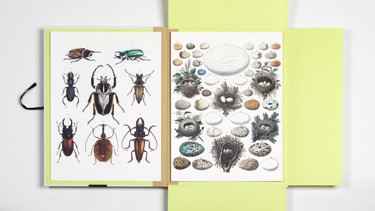 Art Portfolio: Natural History
