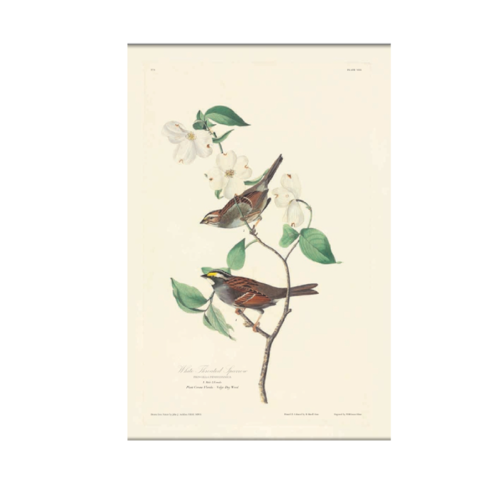 The Birds of America