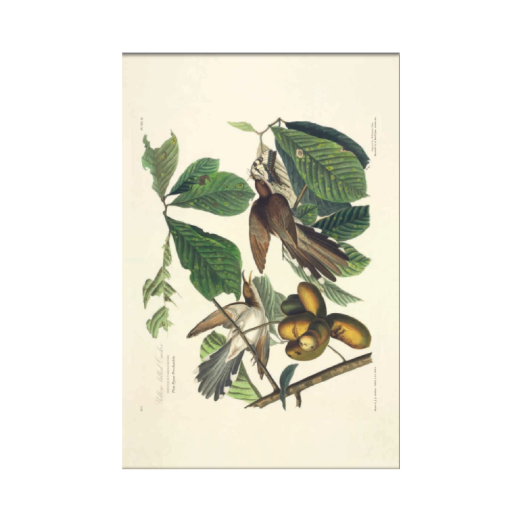The Birds of America