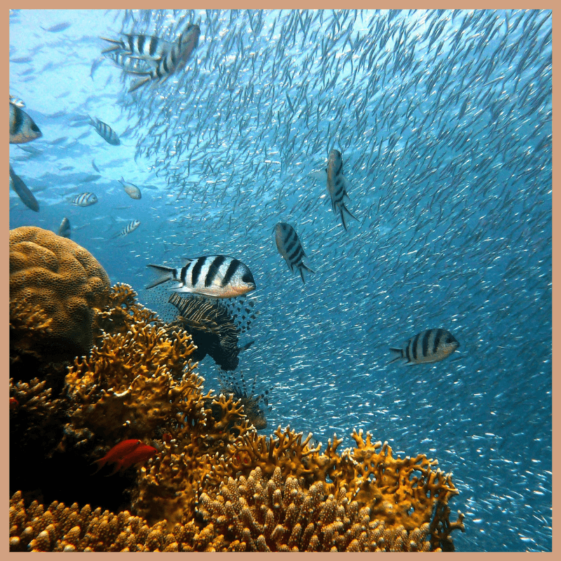 Aqua Minerals & Sea Kelp Fragrance Oil