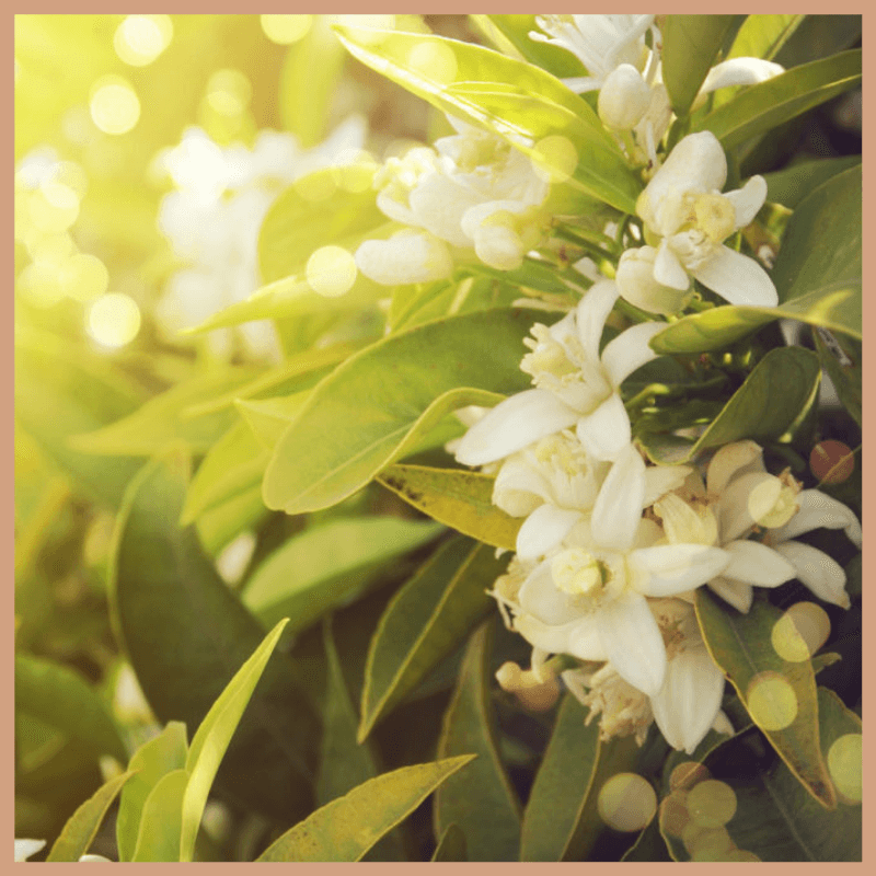 Basil & Neroli Blossom Fragrance Oil