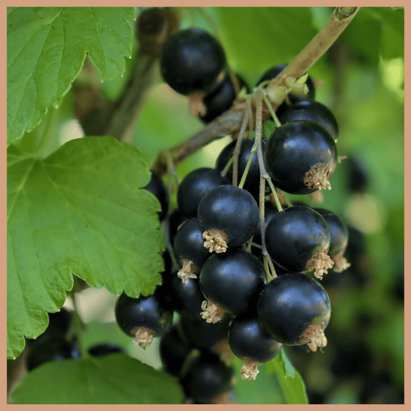 Blackcurrant & Agarwood Fragrance Oil