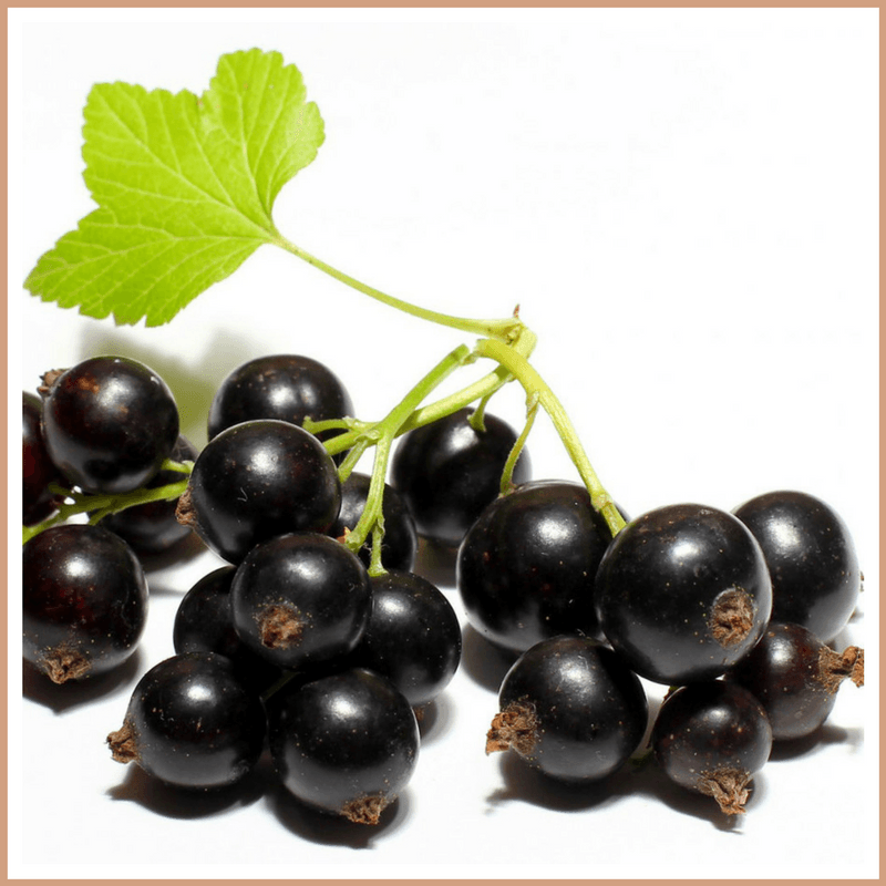 Blackcurrant Fragrance Oil