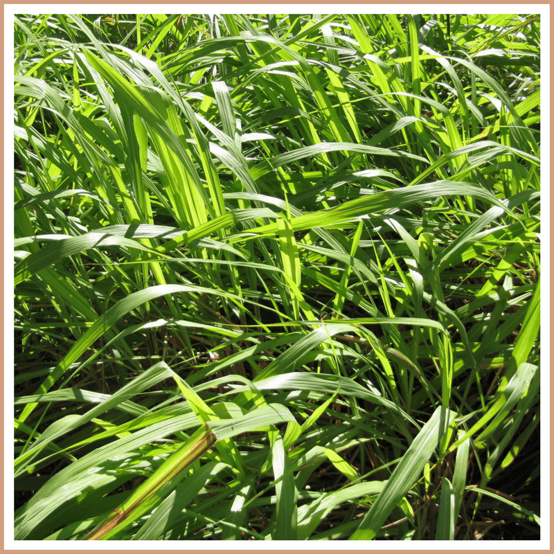 Citronella Fragrance Oil